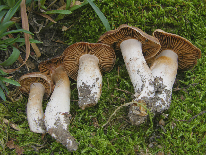 Cortinarius da determinare